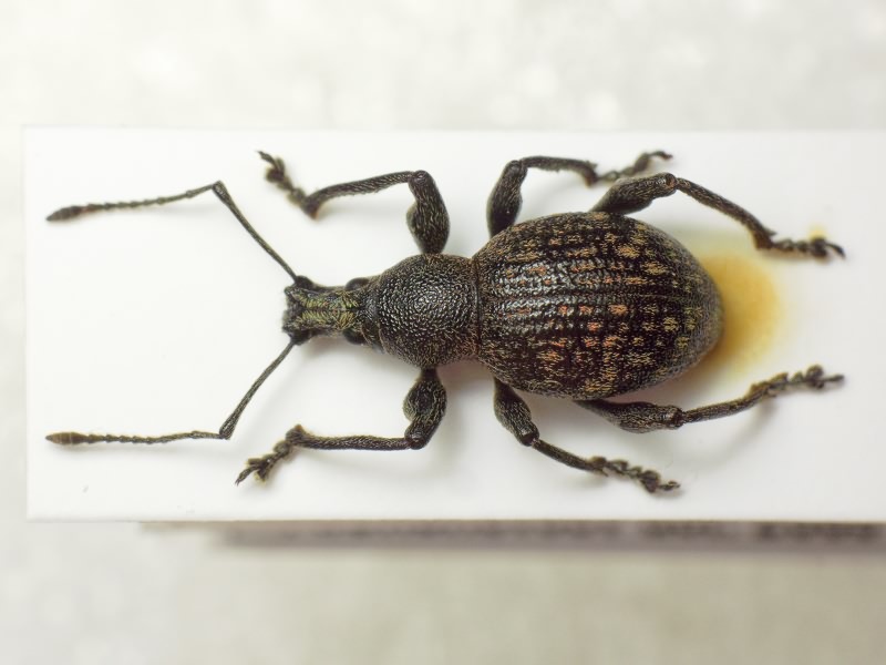 Otiorhynchus multipunctatus (Fabricius, 1792)